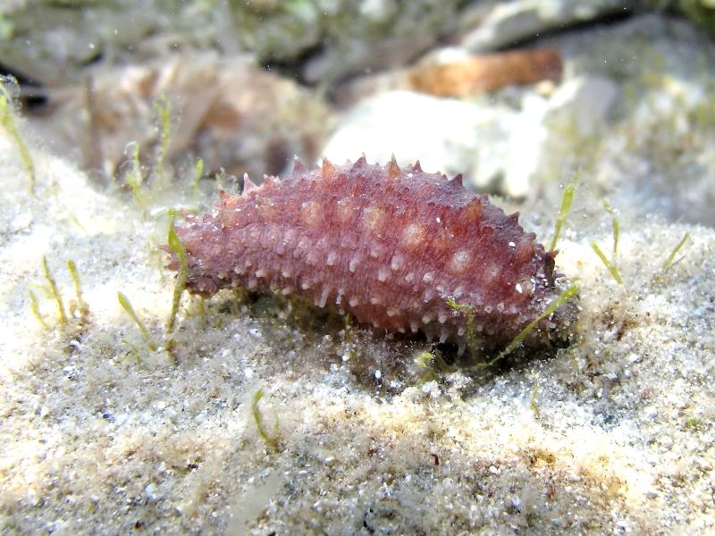 juvenile Holothuria tubulosa